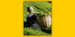 Favatea.com Coupons