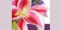 1 Stop Florists Coupons