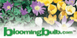 Shop with BloomingBulb.com Coupons