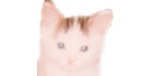 Shop with 13cats.com Coupons