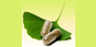 Pure Herbal Power Coupons
