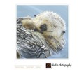 Shell4art.zenfolio.com Coupons